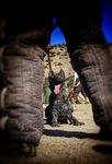 Canine Performance Scientist & Training Director - Sponsored by
