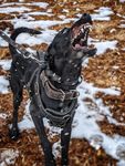 Canine Performance Scientist & Training Director - Sponsored by