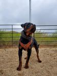 Canine Performance Scientist & Training Director - Sponsored by