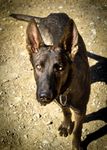 Canine Performance Scientist & Training Director - Sponsored by