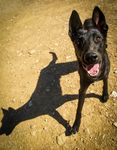 Canine Performance Scientist & Training Director - Sponsored by
