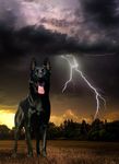 Canine Performance Scientist & Training Director - Sponsored by