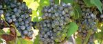 Pest Management Guide for Grapes in Washington - 2019 WASHINGTON STATE UNIVERSITY EXTENSION EB0762 - Computing ...