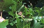 Pest Management Guide for Grapes in Washington - 2019 WASHINGTON STATE UNIVERSITY EXTENSION EB0762 - Computing ...