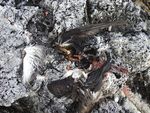 UPDATES ON SEABIRDS OF THE NORTHERN SERIBUAT ISLANDS, PAHANG, MALAYSIA