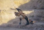 International Birdstrike Committee - Recommended Practices No. 1 Standards For Aerodrome Bird/Wildlife Control