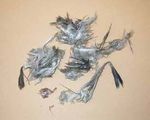 International Birdstrike Committee - Recommended Practices No. 1 Standards For Aerodrome Bird/Wildlife Control