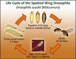 Spotted-wing Drosophila: Management in Home Plantings