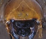 African black beetle (Heteronychus arator) - Dairy Australia