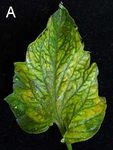 Emerging Virus Diseases of Greenhouse Vegetables