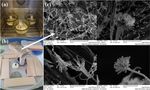 Conditions Influencing Mould Growth for Effective Prevention of Wood Deterioration Indoors