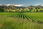 New Zealand's South Island - Food and wine tour a - Blue Dot Travel