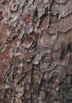 THE WHANAUNGATANGA REPORT - for Tāmaki Makaurau 2019 - Knowledge Auckland