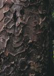 THE WHANAUNGATANGA REPORT - for Tāmaki Makaurau 2019 - Knowledge Auckland