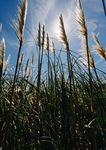 THE WHANAUNGATANGA REPORT - for Tāmaki Makaurau 2019 - Knowledge Auckland