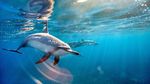 DISCOVER NORWEGIAN'S HAWAI'I AND SOUTH PACIFIC 2022-2024