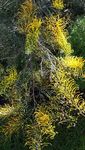Blandfordia - Australian Plants Society NSW
