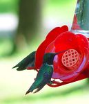 Attracting Hummingbirds to Your Yard - Forestry and Natural Resources - Purdue Extension