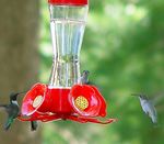 Attracting Hummingbirds to Your Yard - Forestry and Natural Resources - Purdue Extension