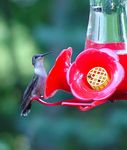 Attracting Hummingbirds to Your Yard - Forestry and Natural Resources - Purdue Extension