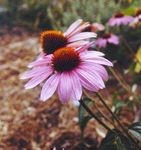 Attracting Hummingbirds to Your Yard - Forestry and Natural Resources - Purdue Extension