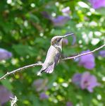 Attracting Hummingbirds to Your Yard - Forestry and Natural Resources - Purdue Extension