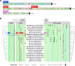 DYNAMICALLY EVOLVING NOVEL OVERLAPPING GENE AS A FACTOR IN THE SARS-COV-2 PANDEMIC - ELIFE