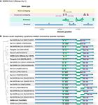 DYNAMICALLY EVOLVING NOVEL OVERLAPPING GENE AS A FACTOR IN THE SARS-COV-2 PANDEMIC - ELIFE