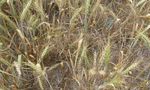 Biology and Management of Hessian Fly in the Southeast - ANR-1069 - www.aces.edu
