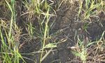 Biology and Management of Hessian Fly in the Southeast - ANR-1069 - www.aces.edu