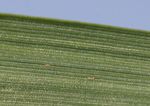 Biology and Management of Hessian Fly in the Southeast - ANR-1069 - www.aces.edu