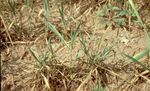 Biology and Management of Hessian Fly in the Southeast - ANR-1069 - www.aces.edu