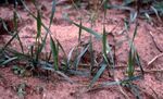 Biology and Management of Hessian Fly in the Southeast - ANR-1069 - www.aces.edu
