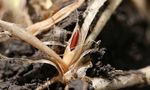 Biology and Management of Hessian Fly in the Southeast - ANR-1069 - www.aces.edu