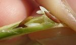 Biology and Management of Hessian Fly in the Southeast - ANR-1069 - www.aces.edu