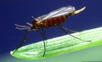 Biology and Management of Hessian Fly in the Southeast - ANR-1069 - www.aces.edu
