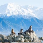 Sir Edmund Hillary Explorer - Calder and Lawson Tours