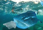 Solving PlaStic Pollution through accountability - Warning: Plastics are polluting nature, endangering wildlife and taxing natural systems. it is ...