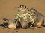 Solving PlaStic Pollution through accountability - Warning: Plastics are polluting nature, endangering wildlife and taxing natural systems. it is ...