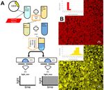 Controlling Cell-Free Gene Expression Behavior by Tuning Membrane Transport Properties - bioRxiv