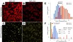 Controlling Cell-Free Gene Expression Behavior by Tuning Membrane Transport Properties - bioRxiv