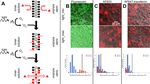 Controlling Cell-Free Gene Expression Behavior by Tuning Membrane Transport Properties - bioRxiv