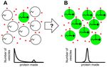 Controlling Cell-Free Gene Expression Behavior by Tuning Membrane Transport Properties - bioRxiv