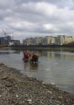 Guidance Document Conservation of Tidal Thames Fish through the Planning Process October 2016 - ZSL