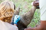 DEHORNING THE RHINO - ALL PHOTOS: LOUISE MURRAY / SCIENCE PHOTO LIBRARY