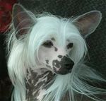 THE CHINESE CRESTED With an explanation of Teeth and Coat by