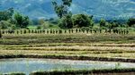 Rape by Command Sexual violence as a weapon against the Rohingya - RapebyCommand 3 - Kaladan Press