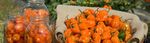 Production and quality of habanero pepper (Capsicum chinense Jacq.) with chemical and organic fertilization