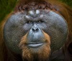 INCREDIBLE BORNEO 2019 - With Master Photographer Nick Melidonis