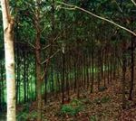 Tree Planting in Indonesia: Trends, Impacts and Directions